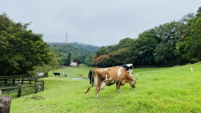 飛牛牧場