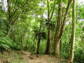 馬那邦山登山步道